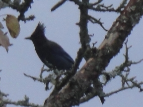 Black-crested bird